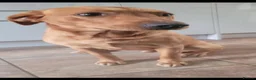 Labrador Retriever dogs for sale: Beautifully Labrador Puppies - Advert 2