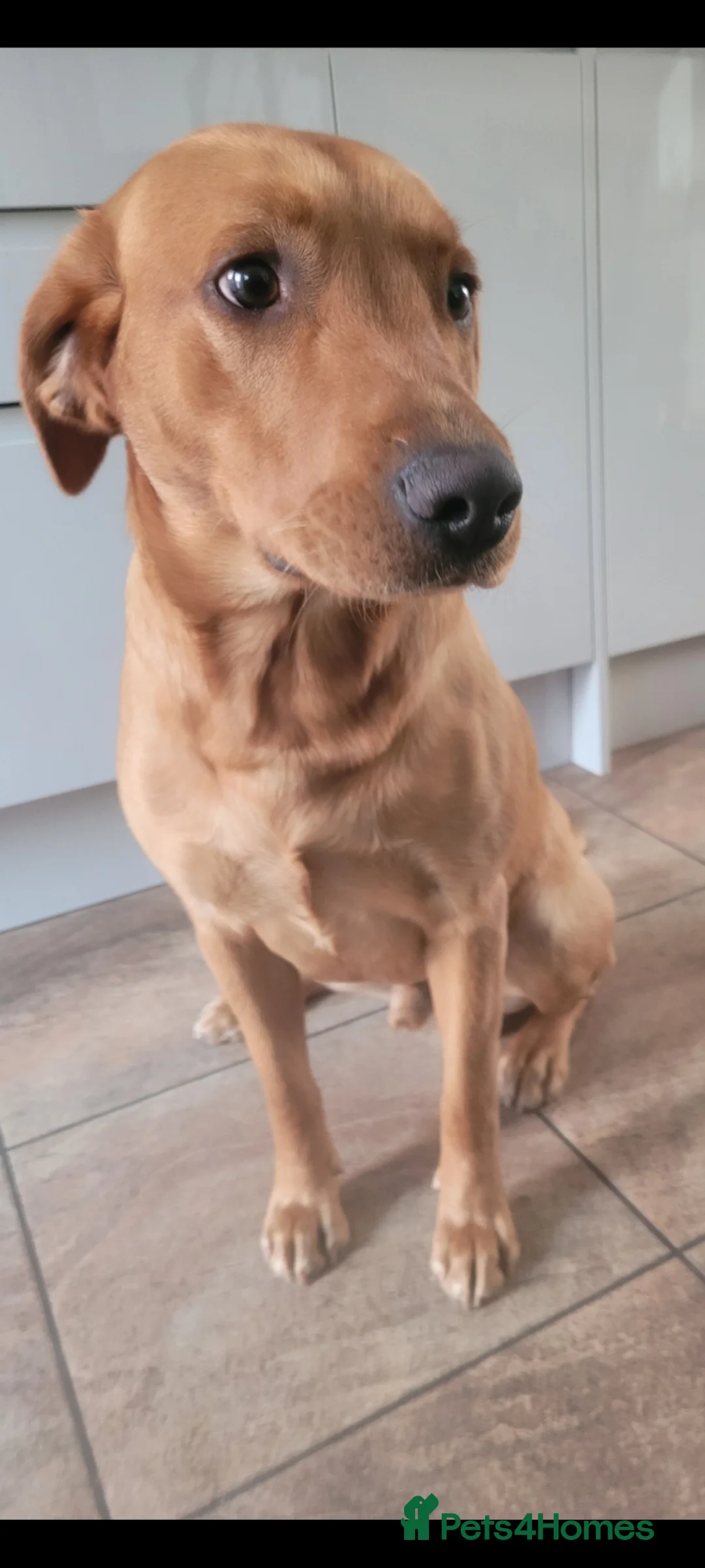 Labrador Retriever dogs for sale: Beautifully Labrador Puppies - Advert 2