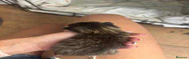 Mixed Breed 6