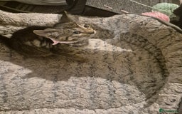 British Shorthair cats for sale: Kittens british shorthair bombay mix - Image 3