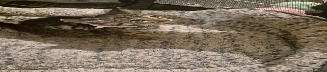 British Shorthair Kitten 3