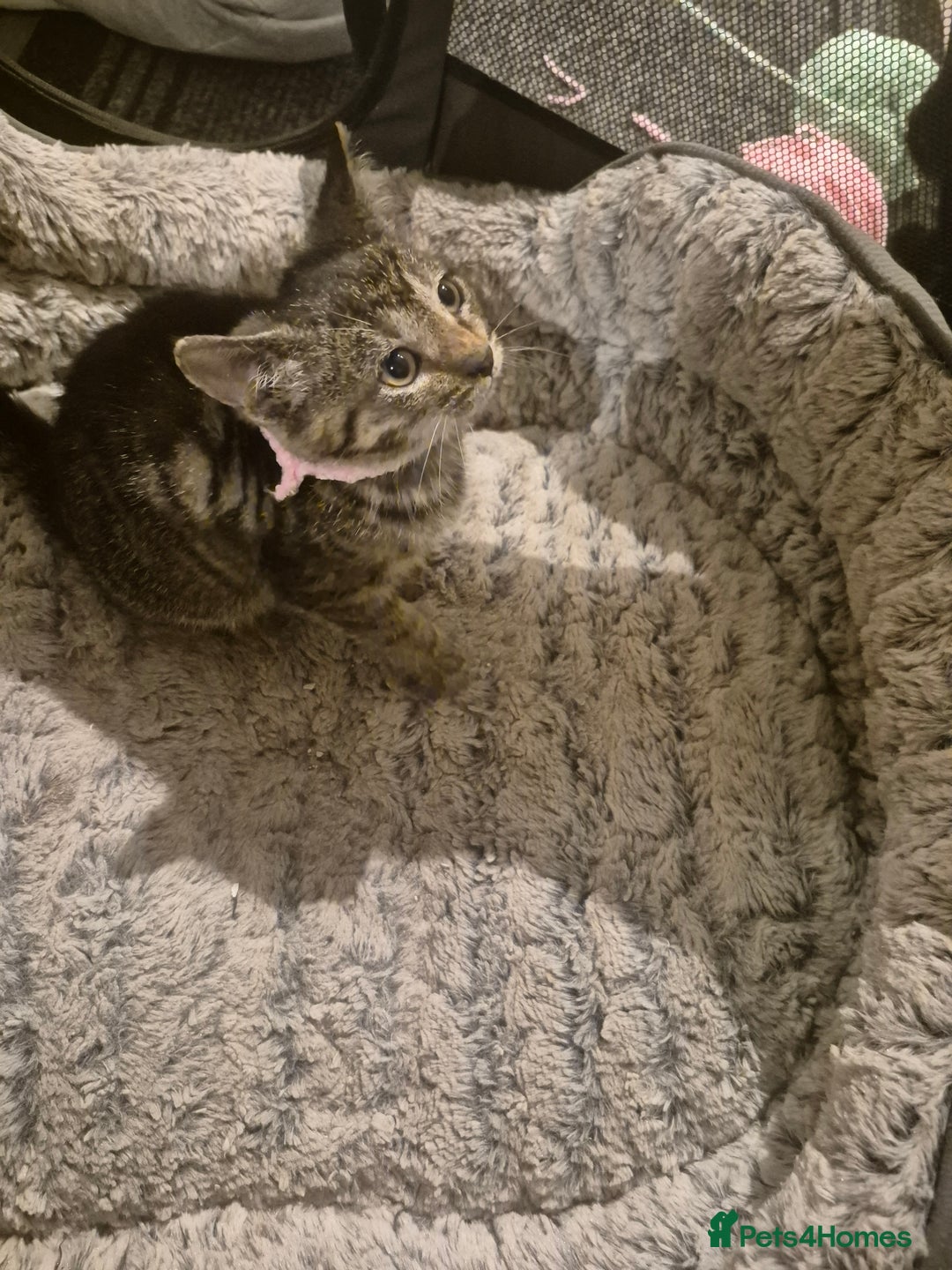 British Shorthair cats for sale: Kittens british shorthair bombay mix - Image 3