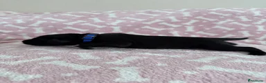 Labrador Retriever 10
