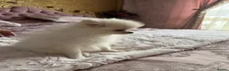 Pomeranian dogs for sale: Pomeranian puppies - Advert 4