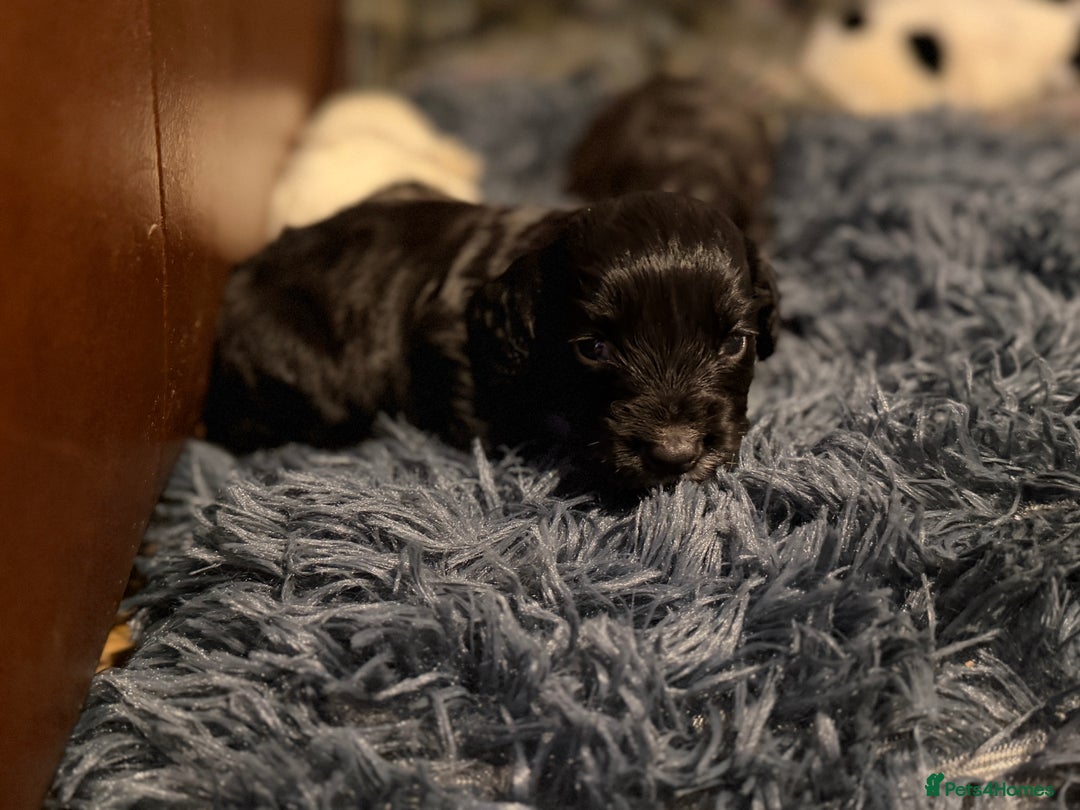 Cocker Spaniel dogs for sale: Cocker Spaniel Merle Puppies  - Advert 11