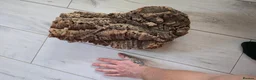 Bearded Dragon reptiles for sale: Hypo Orange Blue Bar Berded Dragon  in Dewsbury - Advert 11