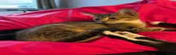Mixed Breed cats for sale: 2 GORGEOUS GIRLS URGENTLY NEEDING HOMES - Advert 10