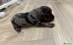 Dachshund dogs for sale: Dachshunds puppies  - Image 14