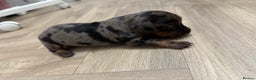 Dachshund dogs for sale: Dachshunds puppies  - Advert 16