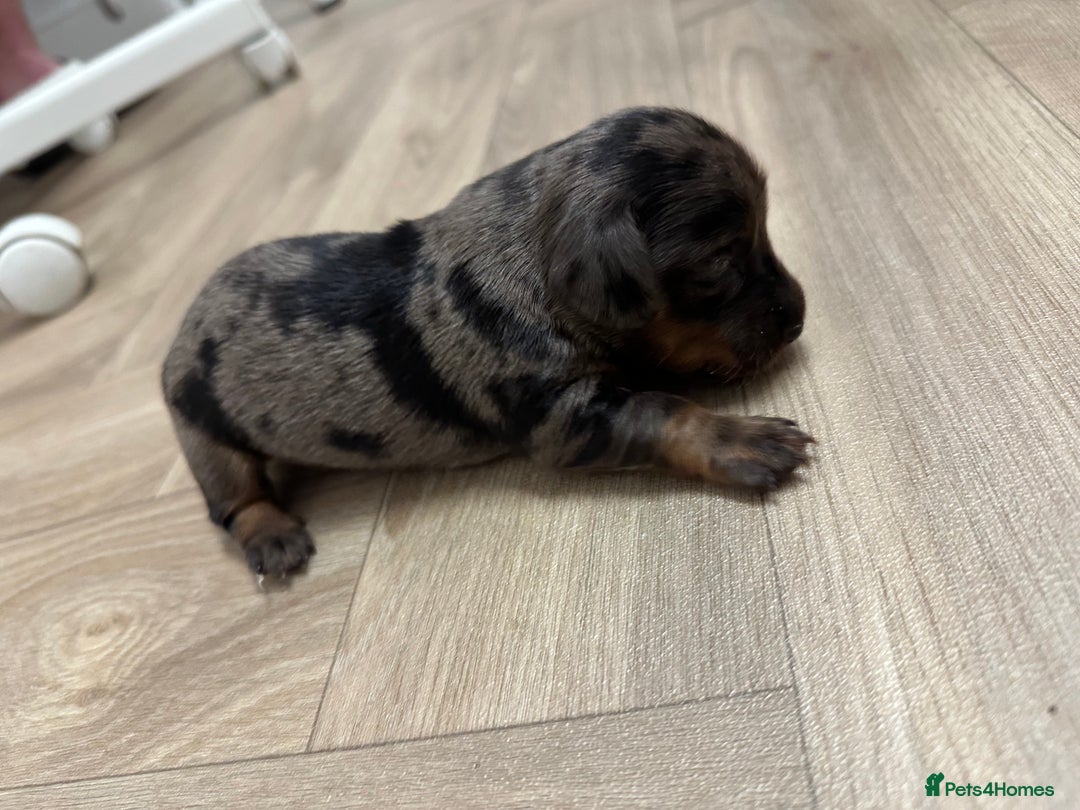 Dachshund dogs for sale: Dachshunds puppies  - Image 14
