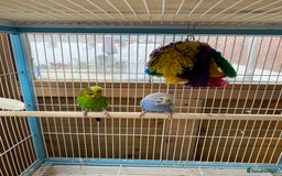 Budgerigars birds for sale: Pair of Budgies - Image 3