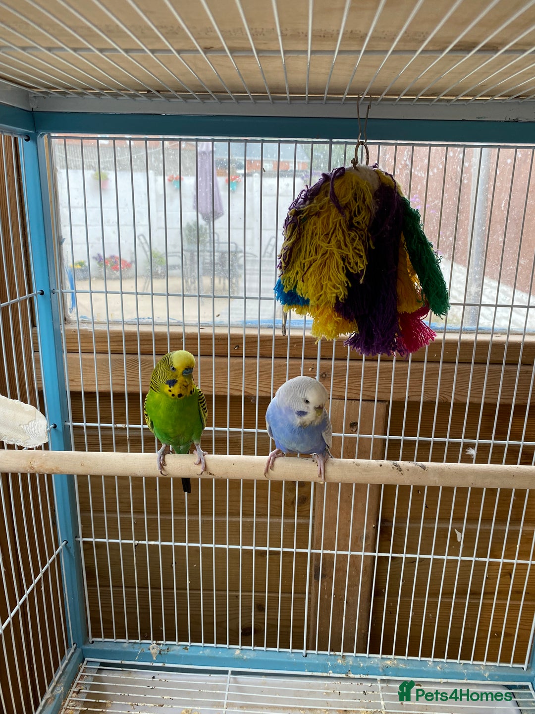 Budgerigars birds for sale: Pair of Budgies - Image 3