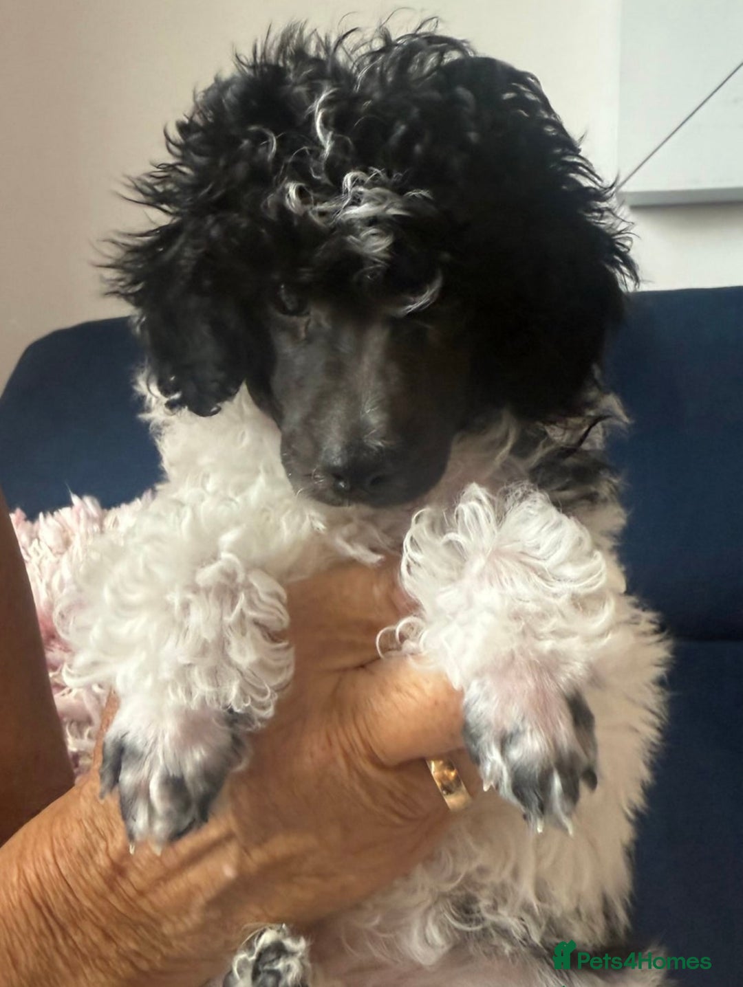 Toy Poodle dogs for sale: REDUCED 1 beautiful boy left  - Image 5