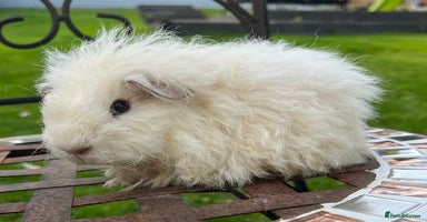 Guinea Pig rodents - Advert 11