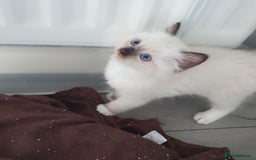Ragdoll cats for sale: The cutest beautiful Ragdoll kittens! Ready :) - Image 12