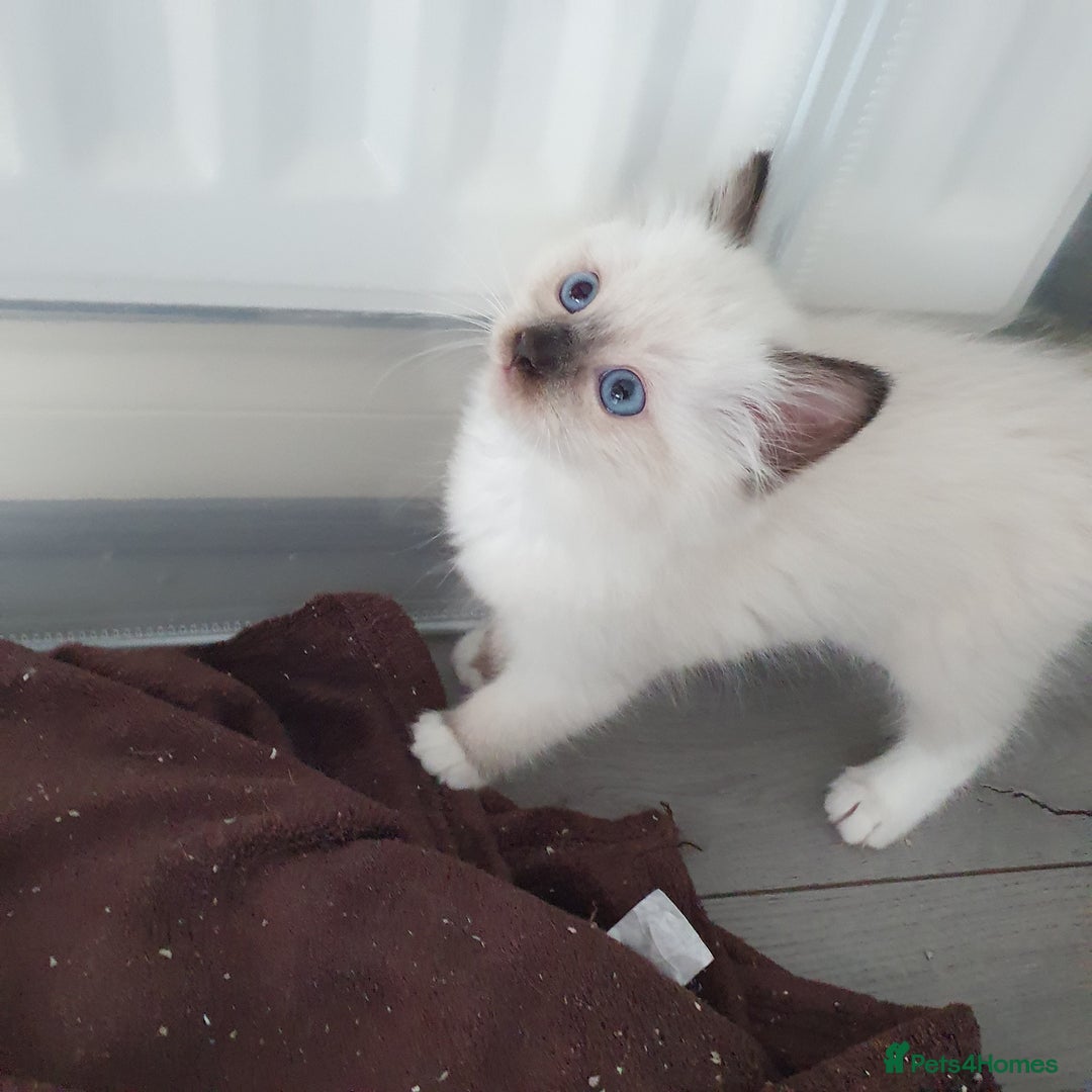 Ragdoll cats for sale: The cutest beautiful Ragdoll kittens! Ready :) - Image 12