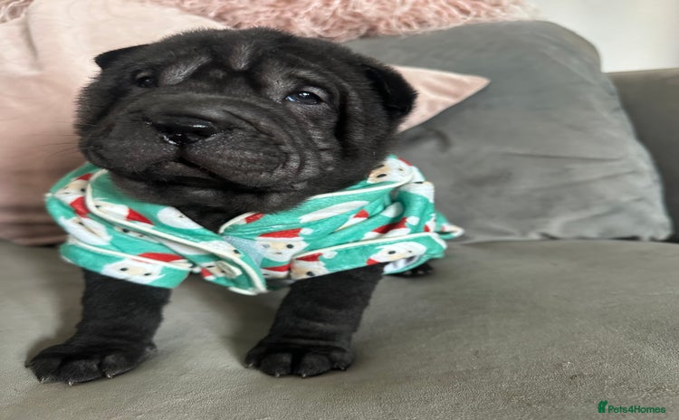 Shar Pei dogs Bear coat shar pei - Advert 2