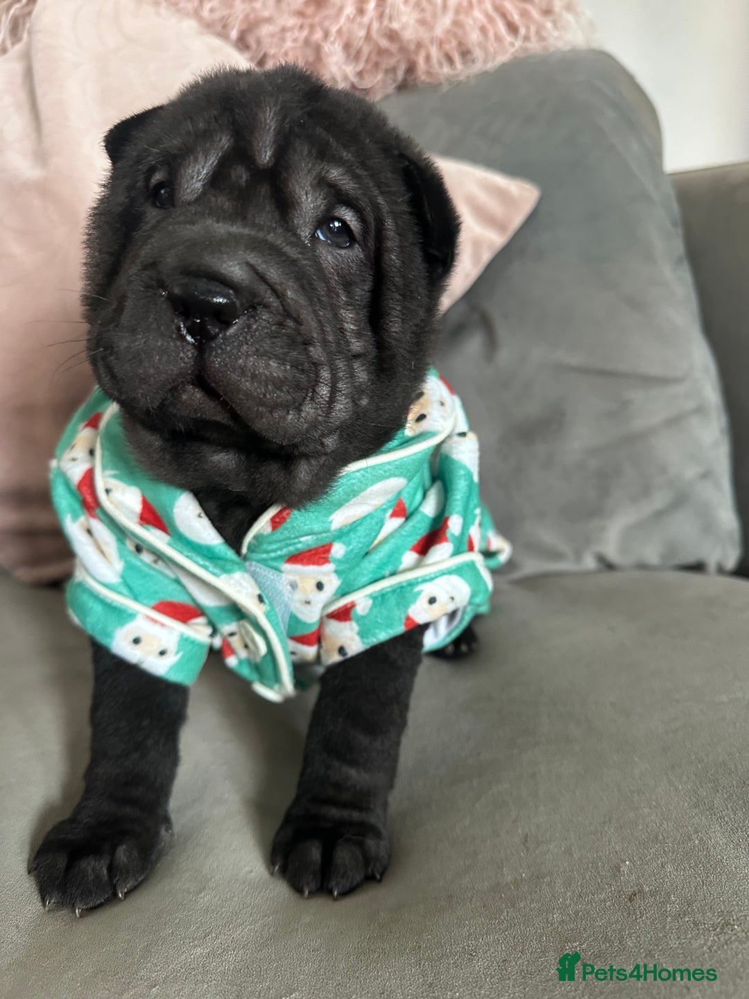 Shar Pei dogs for sale: Bear coat shar pei - Image 11