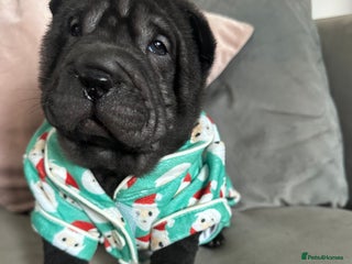 Shar Pei dogs Bear coat shar pei - Advert 5