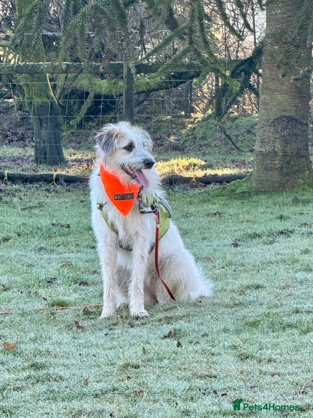 Lurcher dogs for adoption: KALLIE - 1 year, playful/loves dogs/energetic - Advert 31