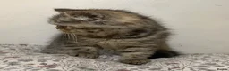 Exotic cats for sale: Exotic Persians - Advert 10