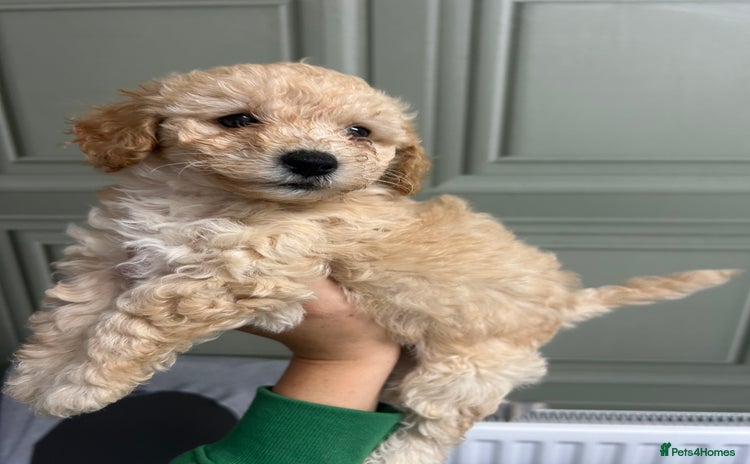 Poochon dogs - Advert 1