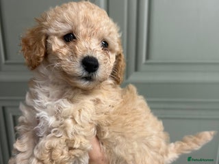 Poochon dogs - Advert 3