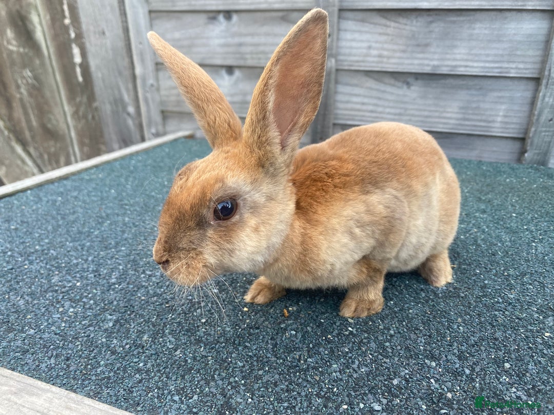 Rex rabbits for sale: Last mini Rex Rabbit available & ready now!!! in Wotton-under-Edge - Image 3