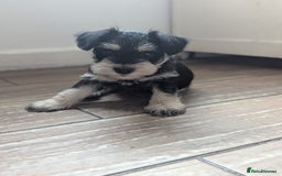Miniature Schnauzer dogs for sale: Kc reg miniature schnauzer pups available  - Image 6
