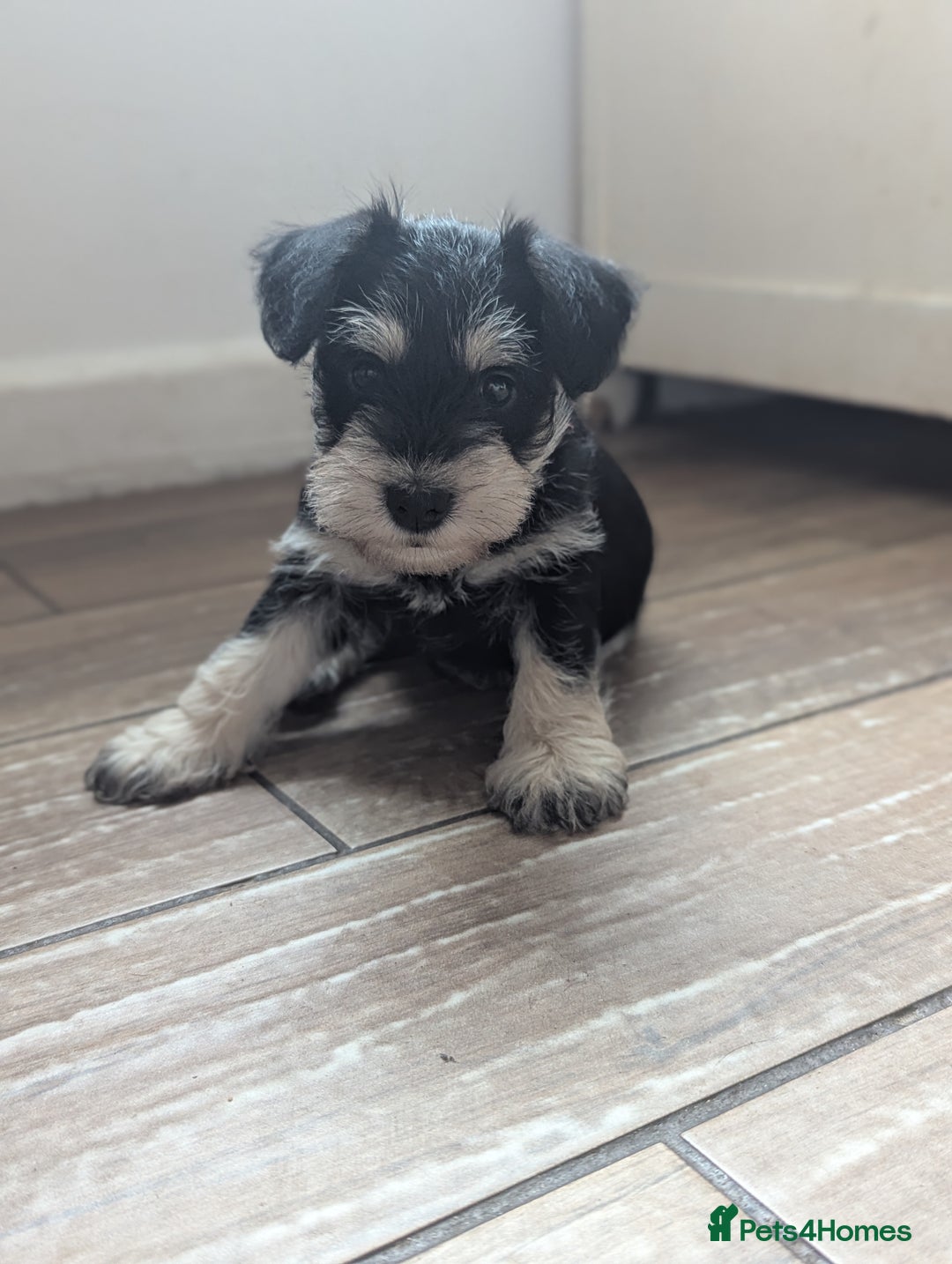 Miniature Schnauzer dogs for sale: Kc reg miniature schnauzer pups available  - Image 6