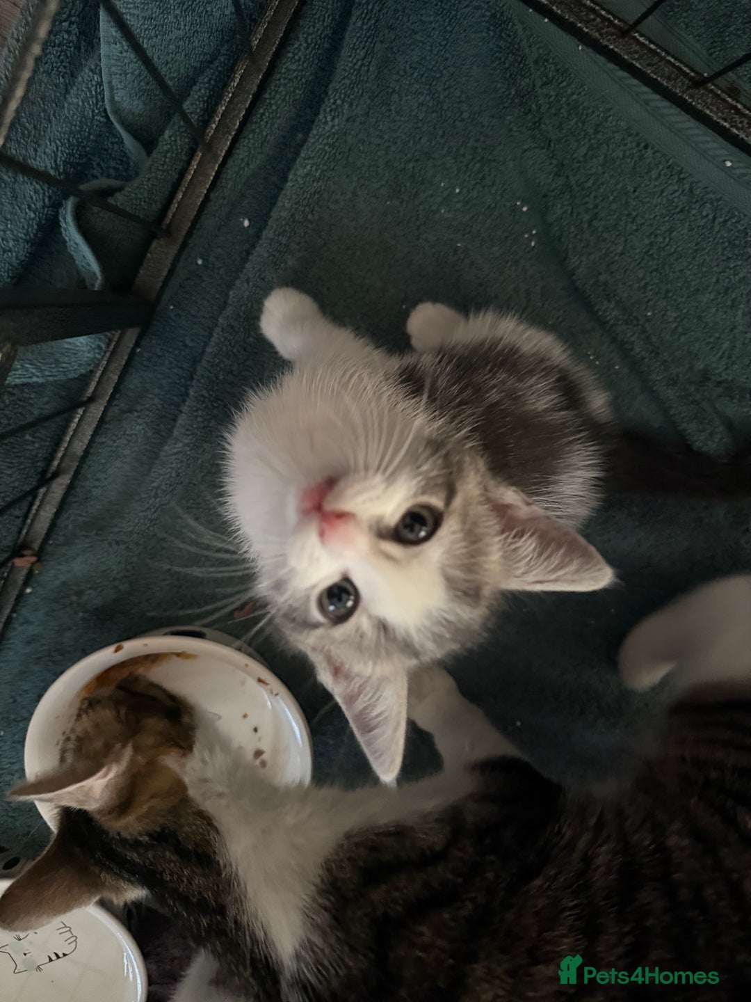 Mixed Breed cats for sale: 2 kittens available for their forever homes - Image 7