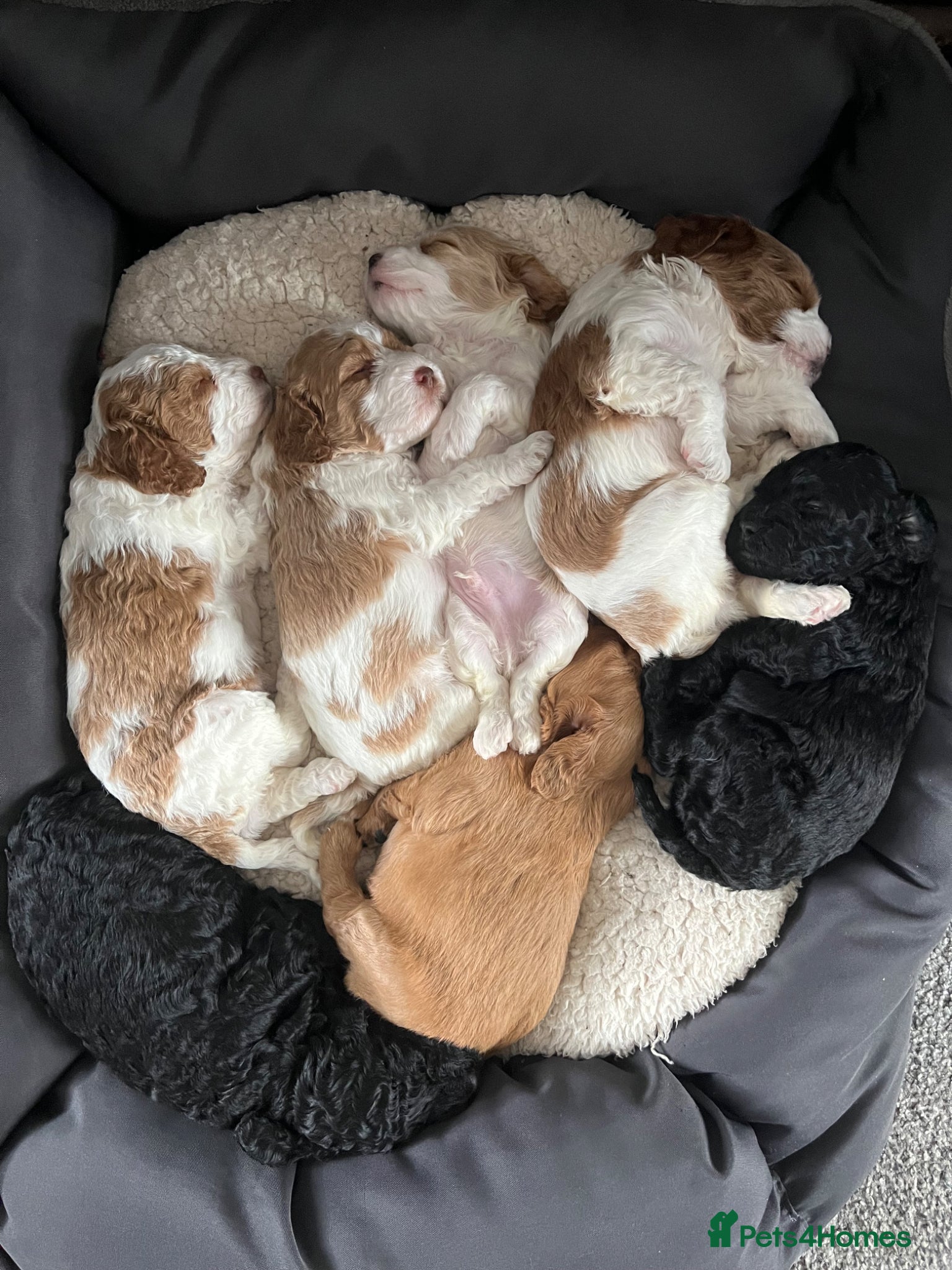 Cockapoo dogs Cockapoo puppies  - Advert 2