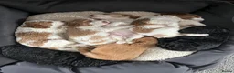 Cockapoo dogs for sale: 🐾REHOMED 🐾 Beautiful Black F1b Cockapoo 🖤 - Advert 9