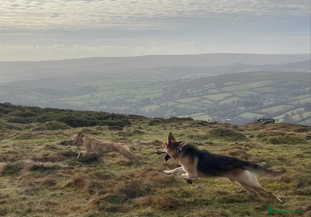 German Shepherd dogs for stud: Spectacular GSD wolfdog *for Stud only* in Dursley - Advert 15