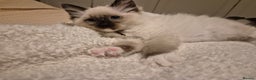 Ragdoll cats for sale: Beautiful Ragdoll Kittens, GCCF & Tica Registered - Advert 6