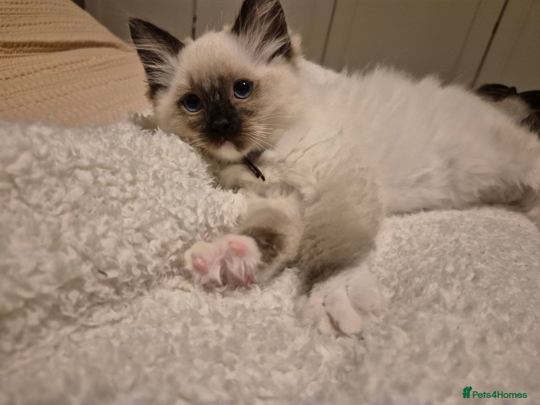 Ragdoll cats for sale: Beautiful Ragdoll Kittens, GCCF & Tica Registered - Advert 6