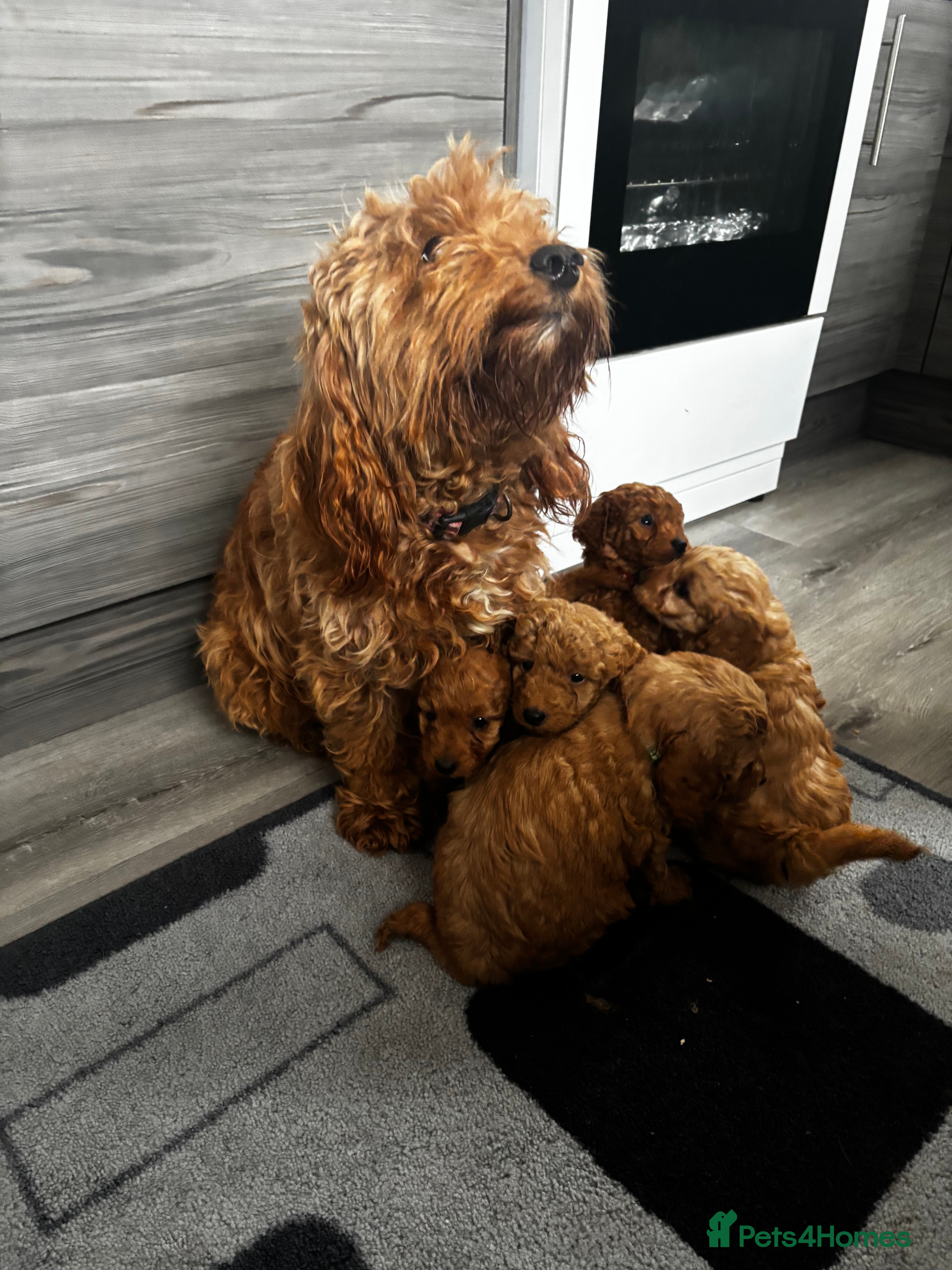 Cockapoo dogs F1b Cockapoo - Advert 1