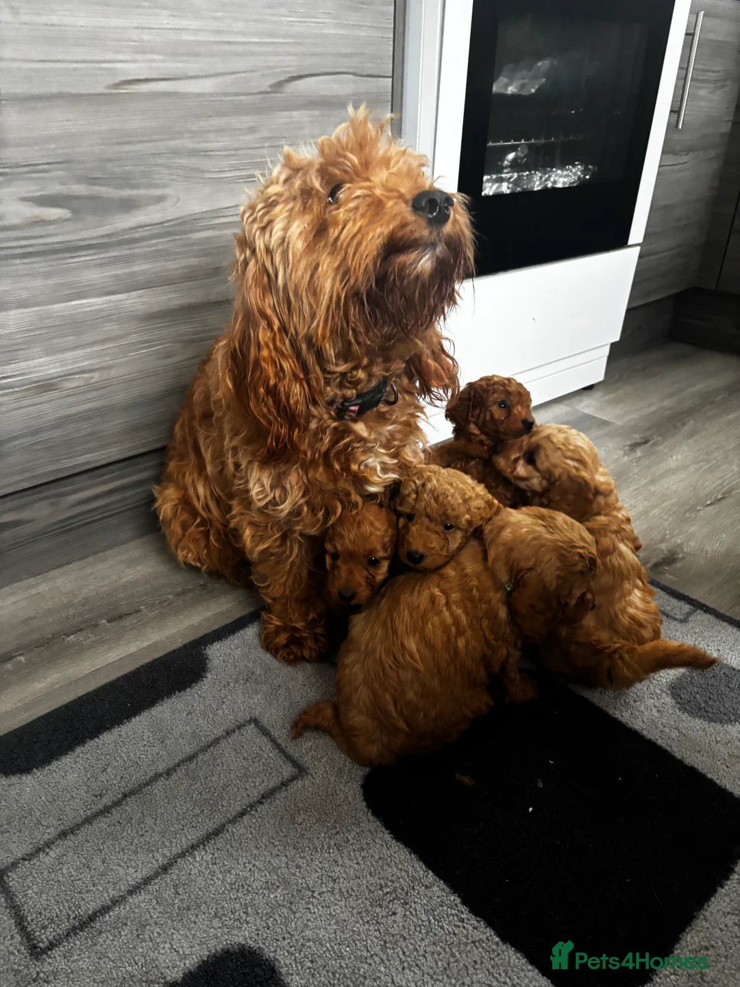 Cockapoo dogs for sale: F1b Cockapoo - Advert 1