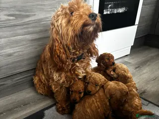 Cockapoo dogs F1b Cockapoo - Advert 1