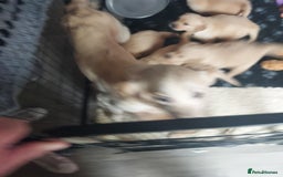 Golden Retriever dogs for sale: STUNNING Golden Retriever pups (1 BOY LEFT)  - Image 7