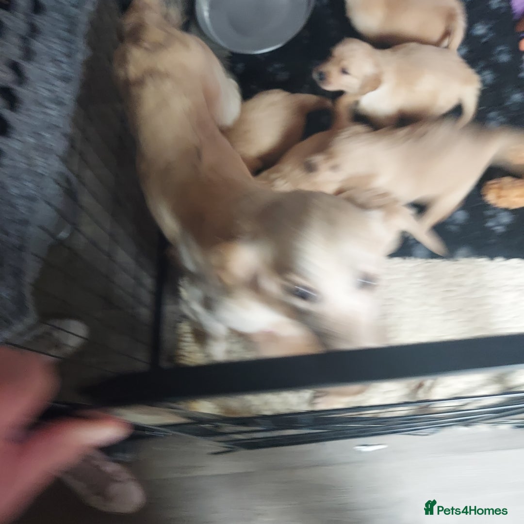 Golden Retriever dogs for sale: STUNNING Golden Retriever pups (1 BOY LEFT)  - Image 7