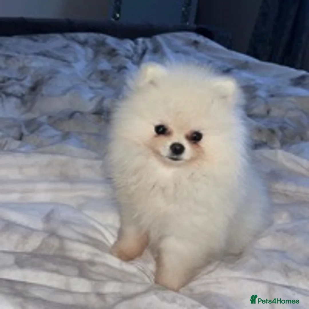 Pomeranian dogs for stud: 1.9kg tiny Proven Ukraine import stud kc reg  in Ferryhill - Advert 13