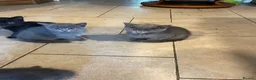 Mixed Breed cats for sale: Grey and Black Kittens - Advert 3
