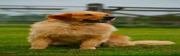 Golden Retriever dogs for sale: KC Golden Retriever Puppies - Advert 25