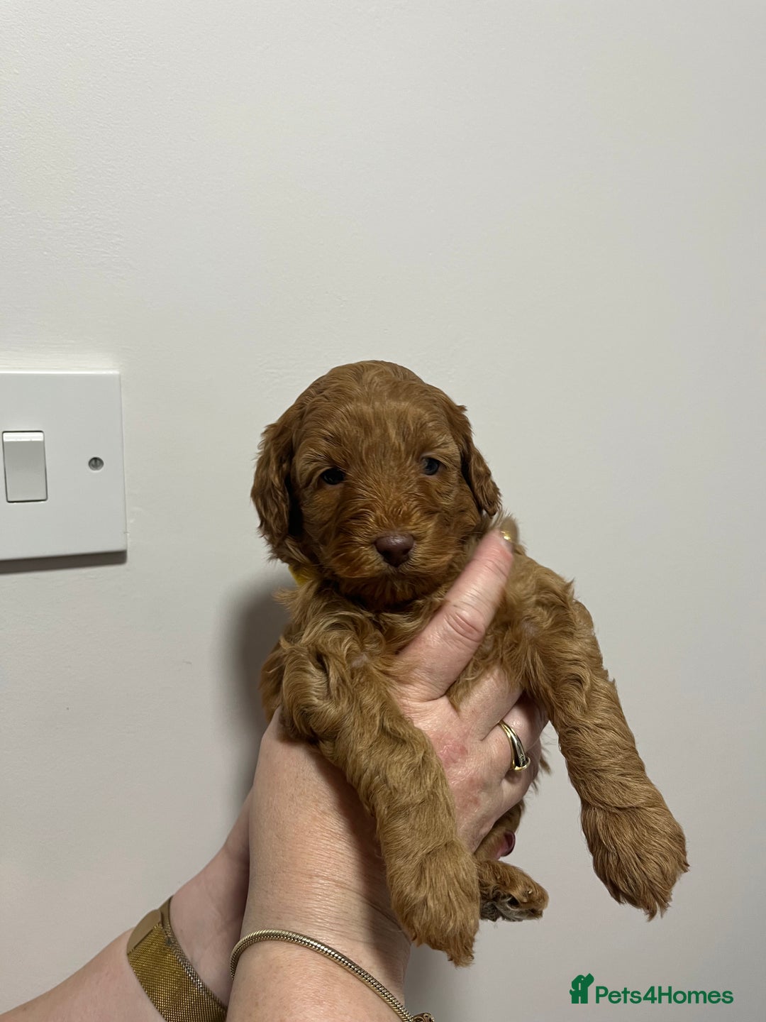 Cockapoo dogs for sale: Gorgeous toy cockapoo puppies  - Advert 13