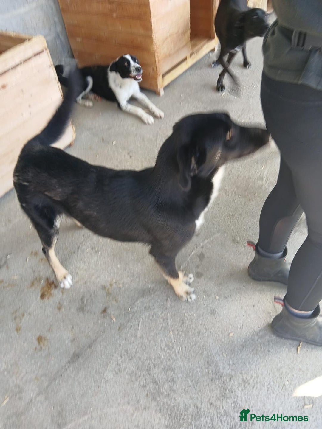 Mixed Breed dogs for adoption: Jenny, 18 months. Available for adoption. - Image 1
