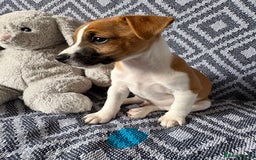 Mixed Breed dogs for sale: 💙 3 Beautiful Boys 💙 - Image 2