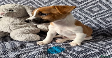 Mixed Breed dogs - Advert 10
