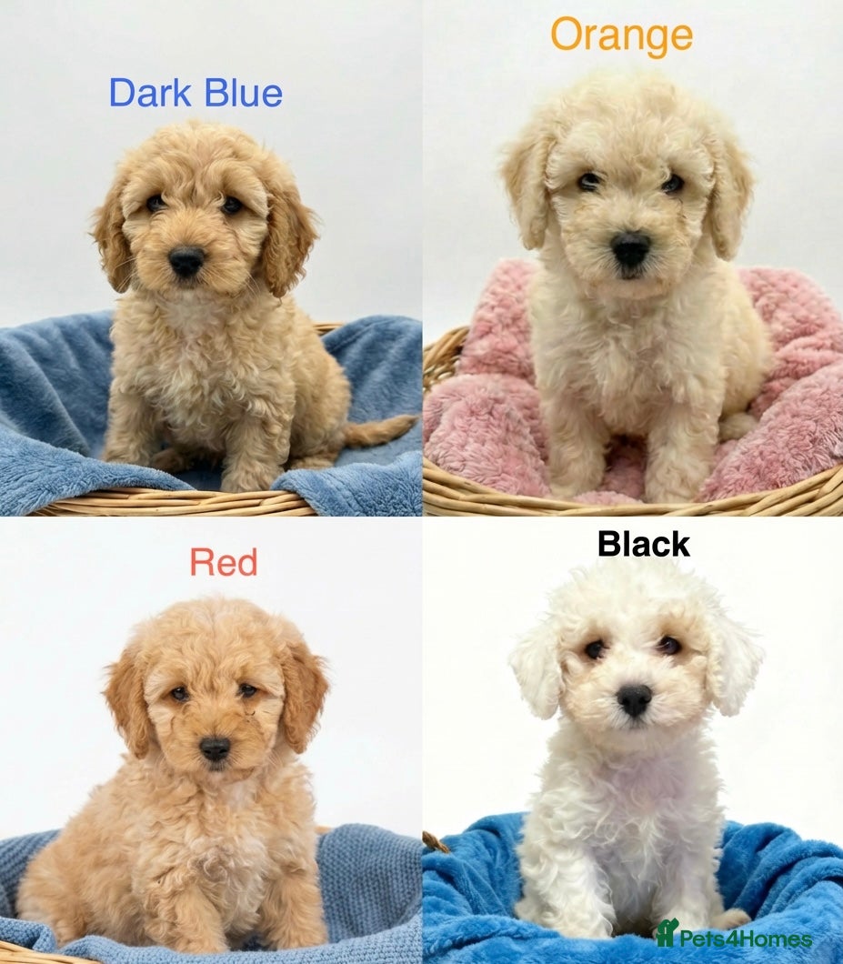 Mixed Breed dogs READY TO GO! 8 Beautiful Cavapoochon Puppies - Advert 9