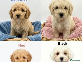 Mixed Breed dogs READY TO GO! 8 Beautiful Cavapoochon Puppies - Advert 9